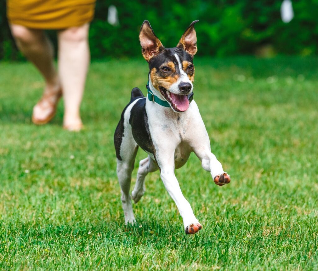 Hidden Fences Give Pets Freedom