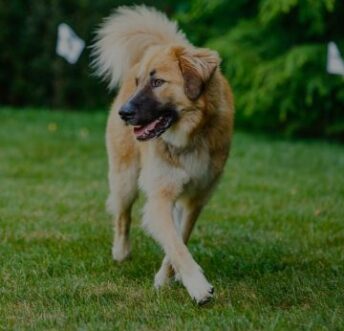 Outdoor Hidden Dog Fences