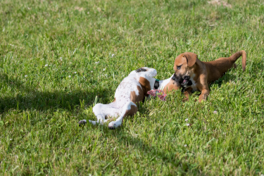 Dogs playing