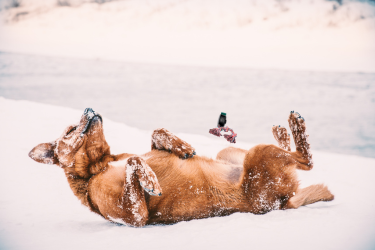 Dog in Snow